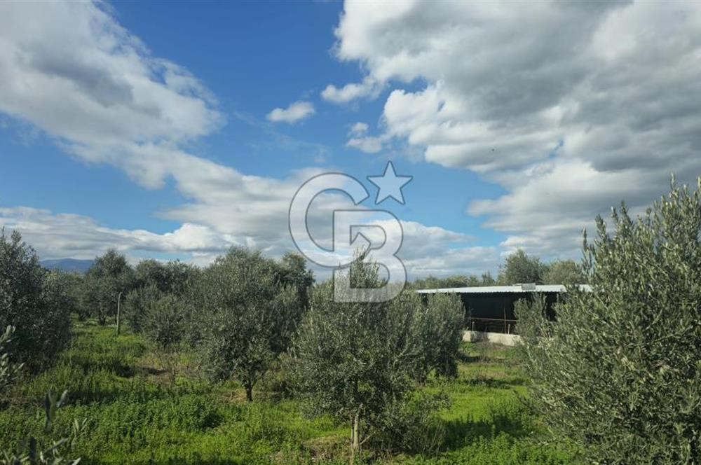 Kemalpaşa Ören’de Satılık Besi Damlı Çiftlik Evi