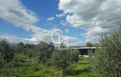 Kemalpaşa Ören’de Satılık Besi Damlı Çiftlik Evi