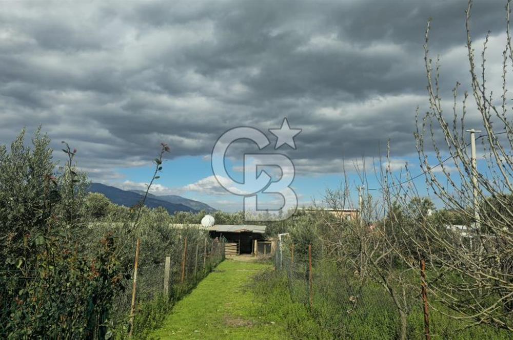 Kemalpaşa Ören’de Satılık Besi Damlı Çiftlik Evi