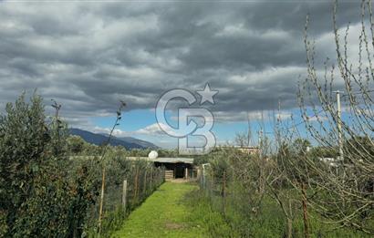 Kemalpaşa Ören’de Satılık Besi Damlı Çiftlik Evi