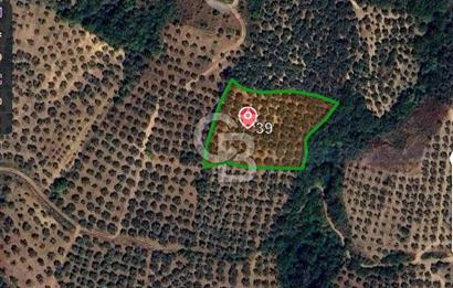ORHANGAZİ YENİKÖY 4000 M2 GÖL MANZARALI SATILIK ZEYTİNLİK!.