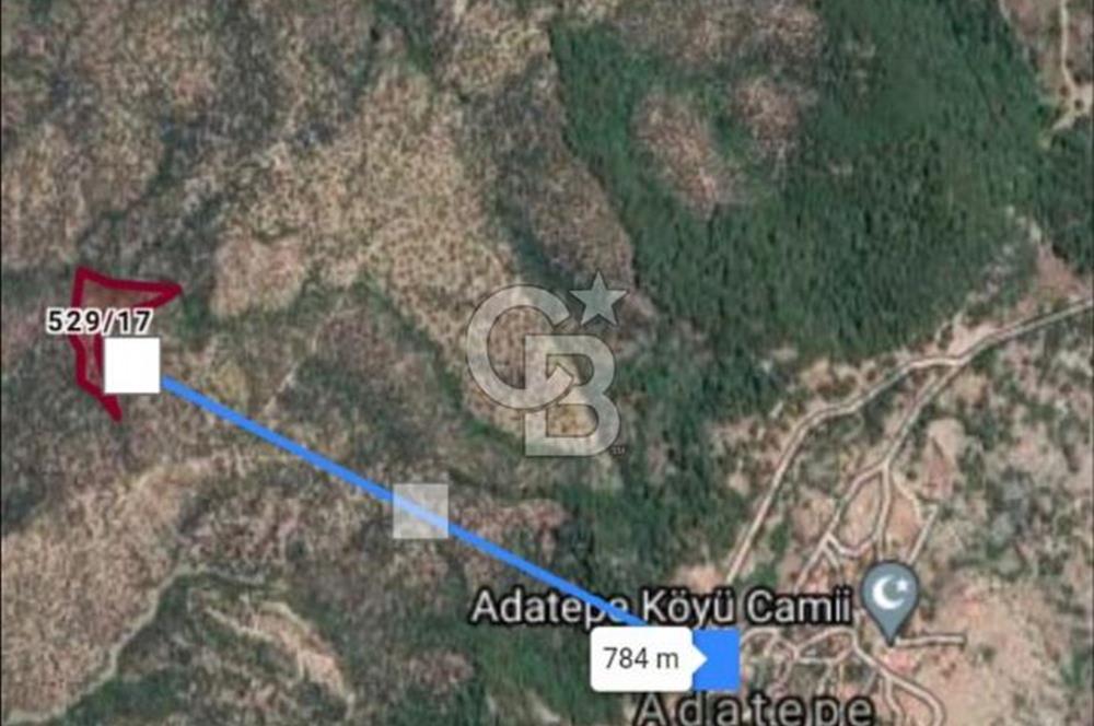 ÇANAKKALE AYVACIK  ADATEPE  KÖYÜ'NDE SATILIK ZEYTİNLİK