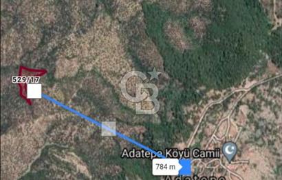 ÇANAKKALE AYVACIK  ADATEPE  KÖYÜ'NDE SATILIK ZEYTİNLİK