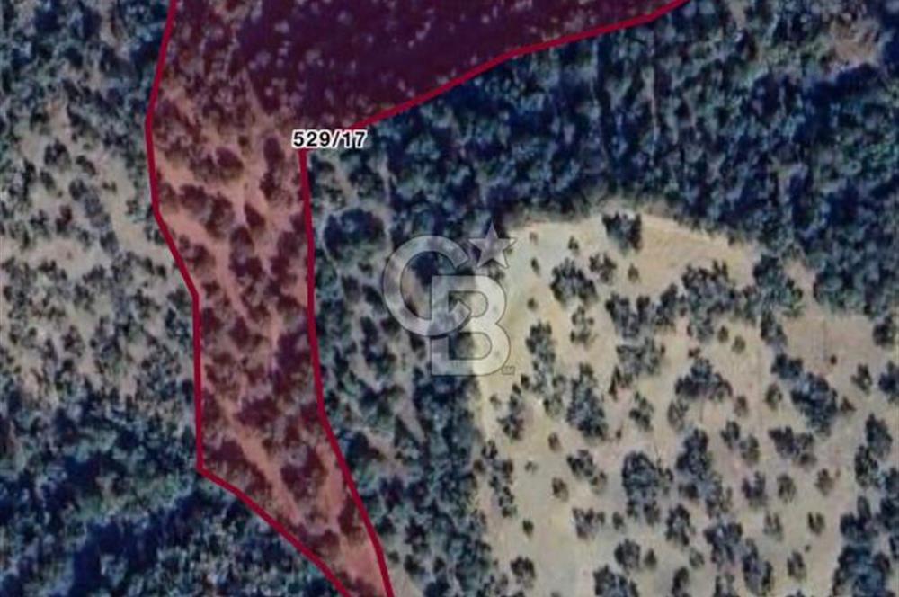 ÇANAKKALE AYVACIK  ADATEPE  KÖYÜ'NDE SATILIK ZEYTİNLİK