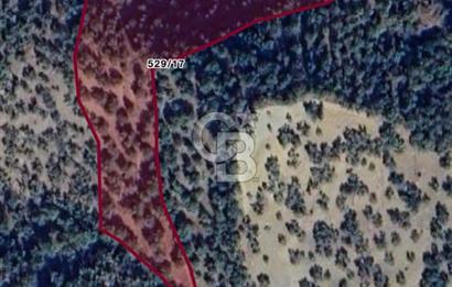 ÇANAKKALE AYVACIK  ADATEPE  KÖYÜ'NDE SATILIK ZEYTİNLİK