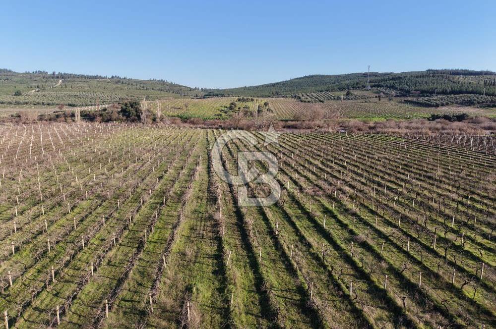 MANİSA-AKHİSAR YOLUNDA,ANAYOLA 120 METRE CEPHELİ SATILIK TARLA