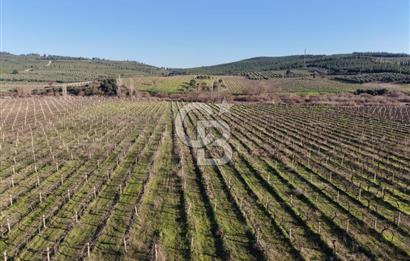 MANİSA-AKHİSAR YOLUNDA,ANAYOLA 120 METRE CEPHELİ SATILIK TARLA