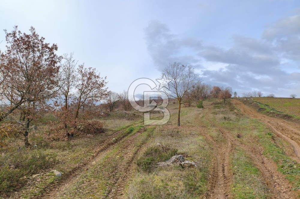 İznik Mahmudiyede Kaçırılmayacak Fırsat! 8.921 m² Satılık Arazi