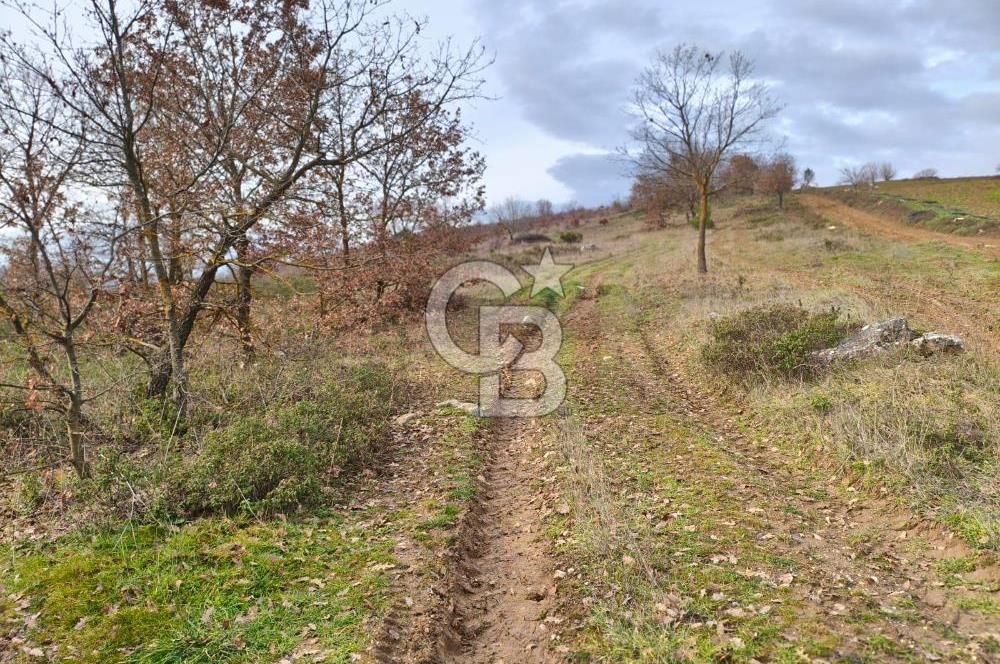 İznik Mahmudiyede Kaçırılmayacak Fırsat! 8.921 m² Satılık Arazi