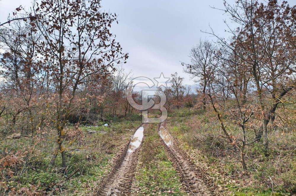 İznik Mahmudiyede Kaçırılmayacak Fırsat! 8.921 m² Satılık Arazi