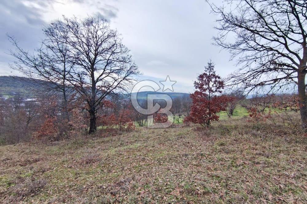 İznik Mahmudiyede Kaçırılmayacak Fırsat! 8.921 m² Satılık Arazi