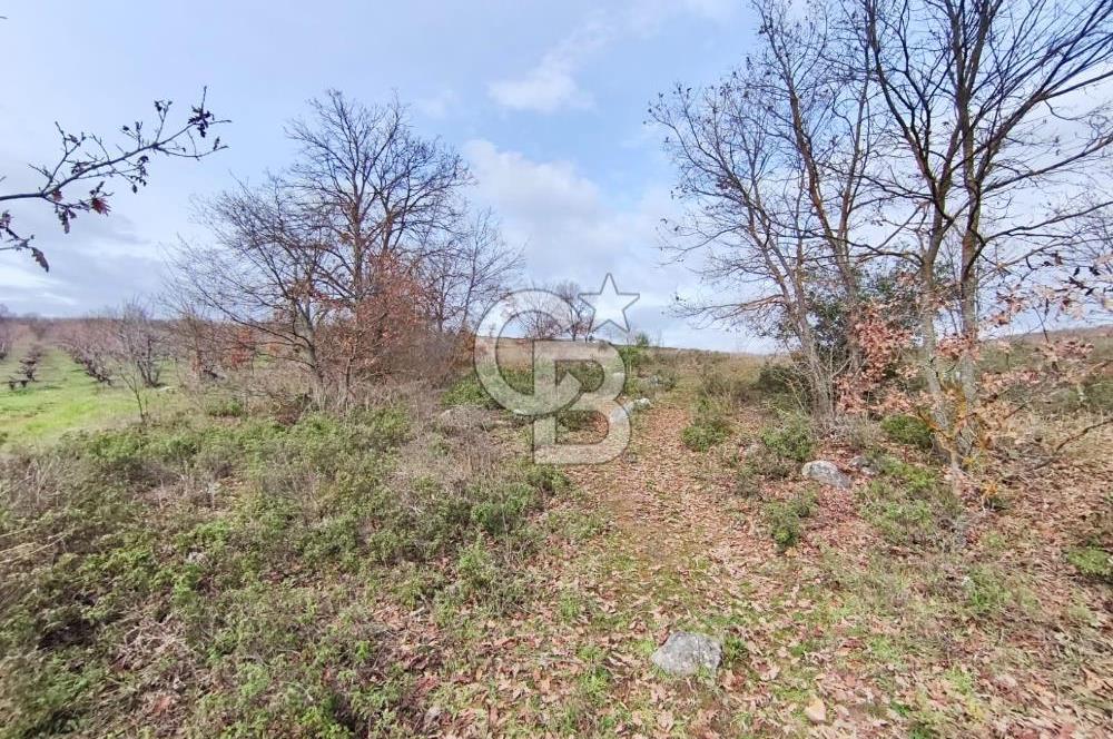 İznik Mahmudiyede Kaçırılmayacak Fırsat! 8.921 m² Satılık Arazi