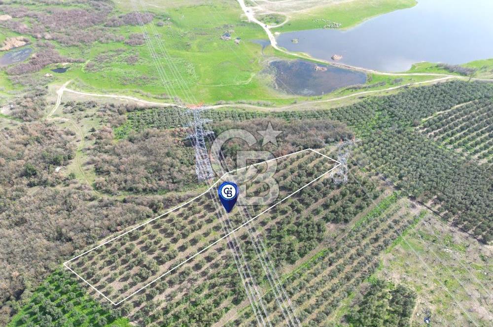 BURSA MUDANYA DEDEKÖY'de SATILIK BAĞ-ZEYTİNLİK