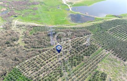 BURSA MUDANYA DEDEKÖY'de SATILIK BAĞ-ZEYTİNLİK