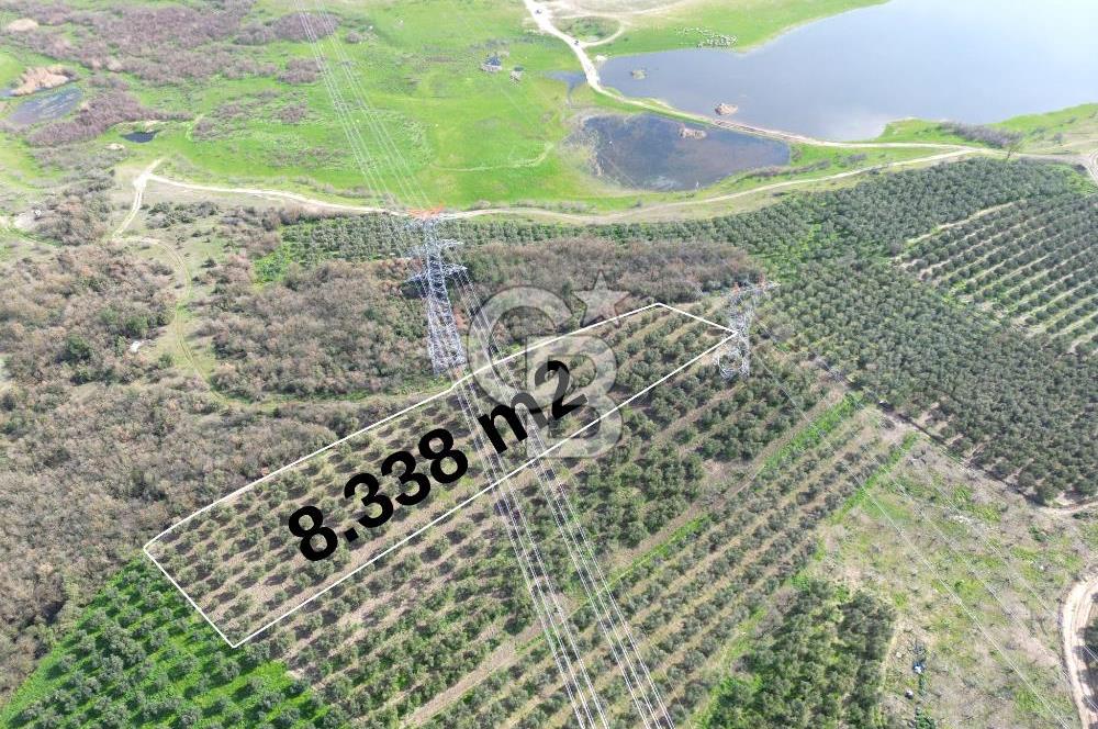 BURSA MUDANYA DEDEKÖY'de SATILIK BAĞ-ZEYTİNLİK