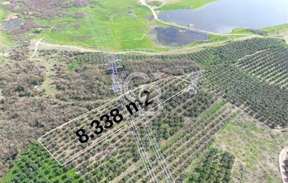 BURSA MUDANYA DEDEKÖY'de SATILIK BAĞ-ZEYTİNLİK