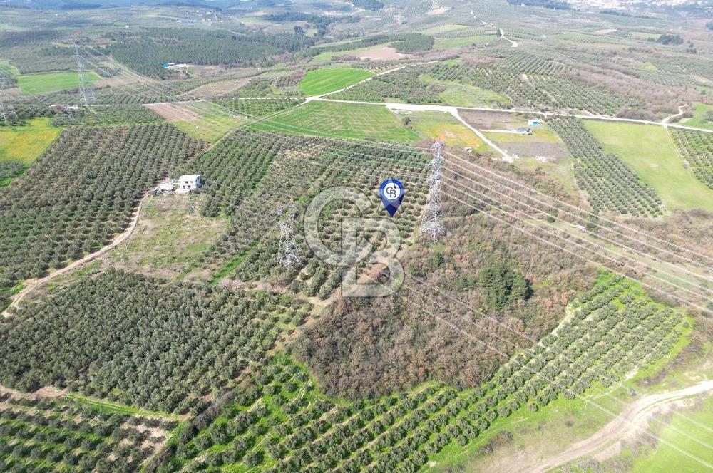 BURSA MUDANYA DEDEKÖY'de SATILIK BAĞ-ZEYTİNLİK