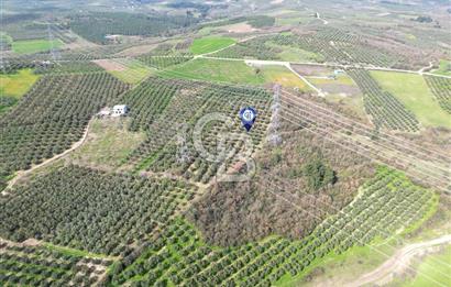 BURSA MUDANYA DEDEKÖY'de SATILIK BAĞ-ZEYTİNLİK