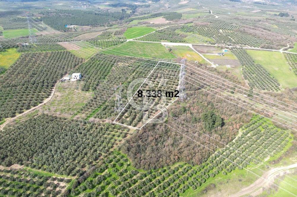 BURSA MUDANYA DEDEKÖY'de SATILIK BAĞ-ZEYTİNLİK