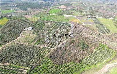 BURSA MUDANYA DEDEKÖY'de SATILIK BAĞ-ZEYTİNLİK