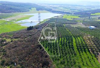 BURSA MUDANYA DEDEKÖY'de SATILIK BAĞ-ZEYTİNLİK - 1 - 335359