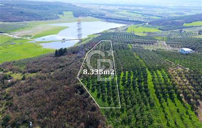 BURSA MUDANYA DEDEKÖY'de SATILIK BAĞ-ZEYTİNLİK