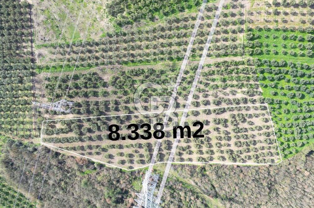 BURSA MUDANYA DEDEKÖY'de SATILIK BAĞ-ZEYTİNLİK