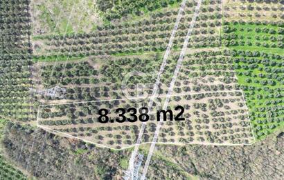 BURSA MUDANYA DEDEKÖY'de SATILIK BAĞ-ZEYTİNLİK