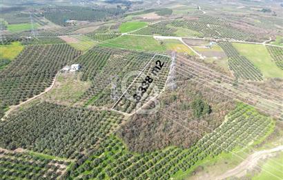 BURSA MUDANYA DEDEKÖY'de SATILIK BAĞ-ZEYTİNLİK