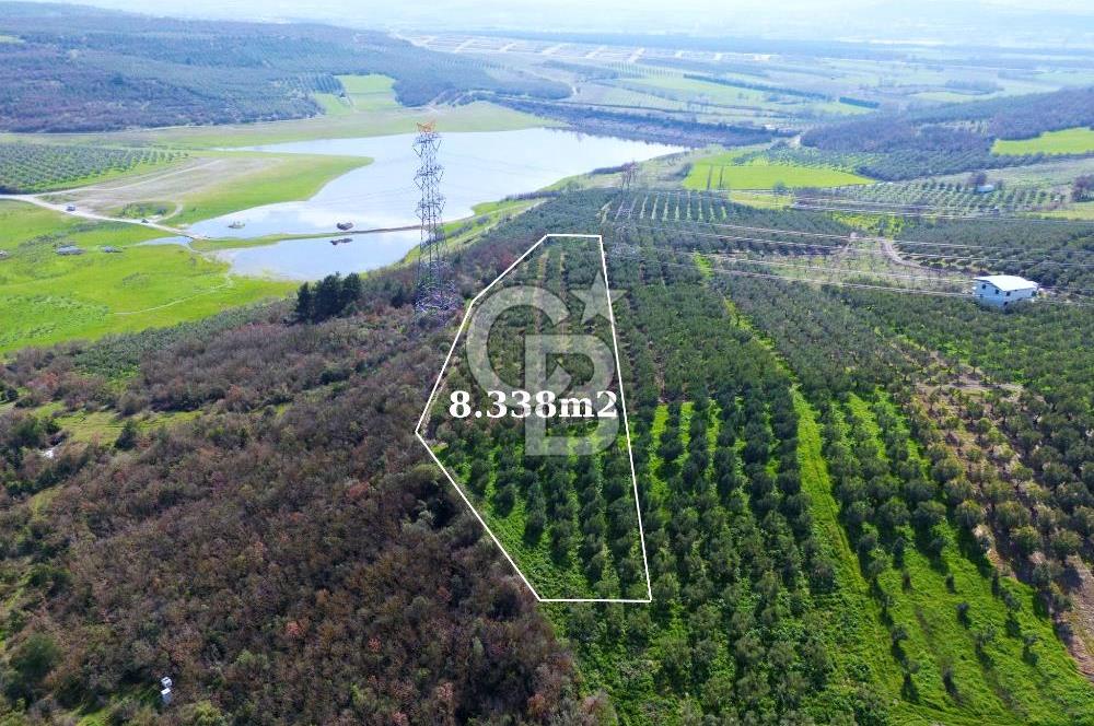 BURSA MUDANYA DEDEKÖY'de SATILIK BAĞ-ZEYTİNLİK