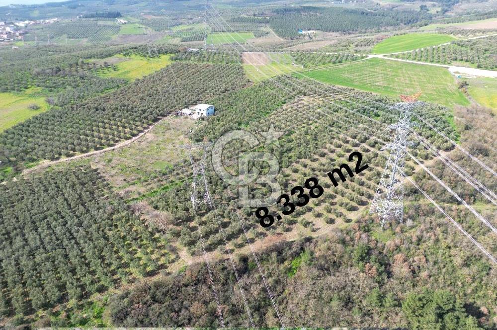 BURSA MUDANYA DEDEKÖY'de SATILIK BAĞ-ZEYTİNLİK