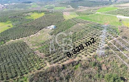 BURSA MUDANYA DEDEKÖY'de SATILIK BAĞ-ZEYTİNLİK