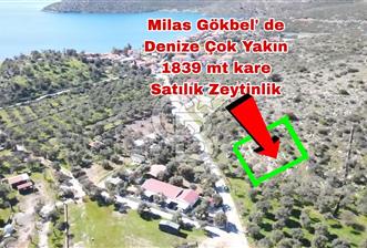 Bodruma Yakın Gökbelde  Satılık 1839 m² Çok Prim Yapacak Arazi - 1 - 335460