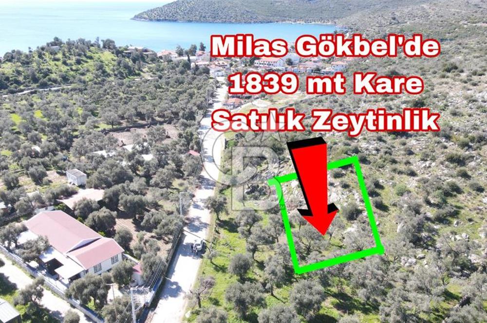 Bodruma Yakın Gökbelde  Satılık 1839 m² Çok Prim Yapacak Arazi