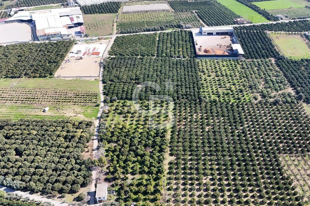 Mersin Akdeniz Sarııbrahimli Satılık Bahçe Arazi