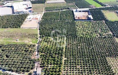 Mersin Akdeniz Sarııbrahimli Satılık Bahçe Arazi