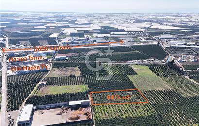 Mersin Akdeniz Sarııbrahimli Satılık Bahçe Arazi