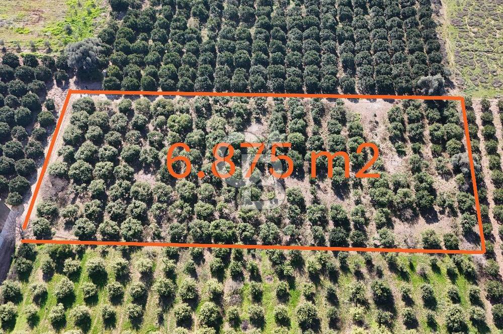 Mersin Akdeniz Sarııbrahimli Satılık Bahçe Arazi