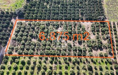 Mersin Akdeniz Sarııbrahimli Satılık Bahçe Arazi