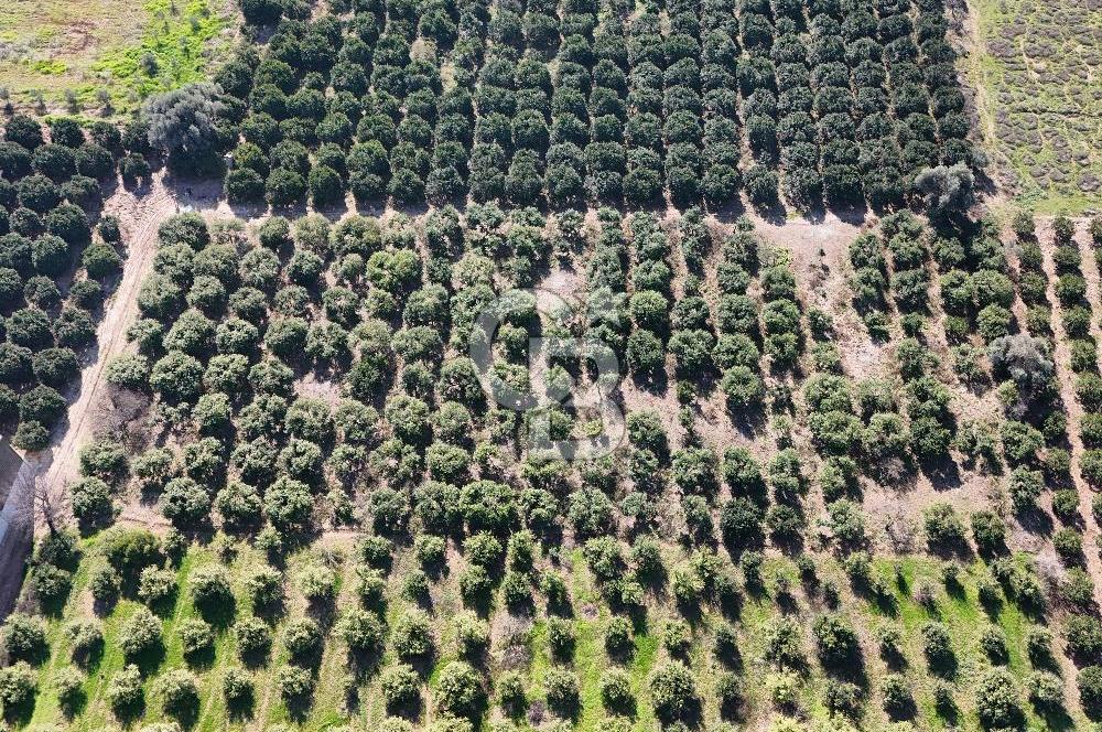 Mersin Akdeniz Sarııbrahimli Satılık Bahçe Arazi