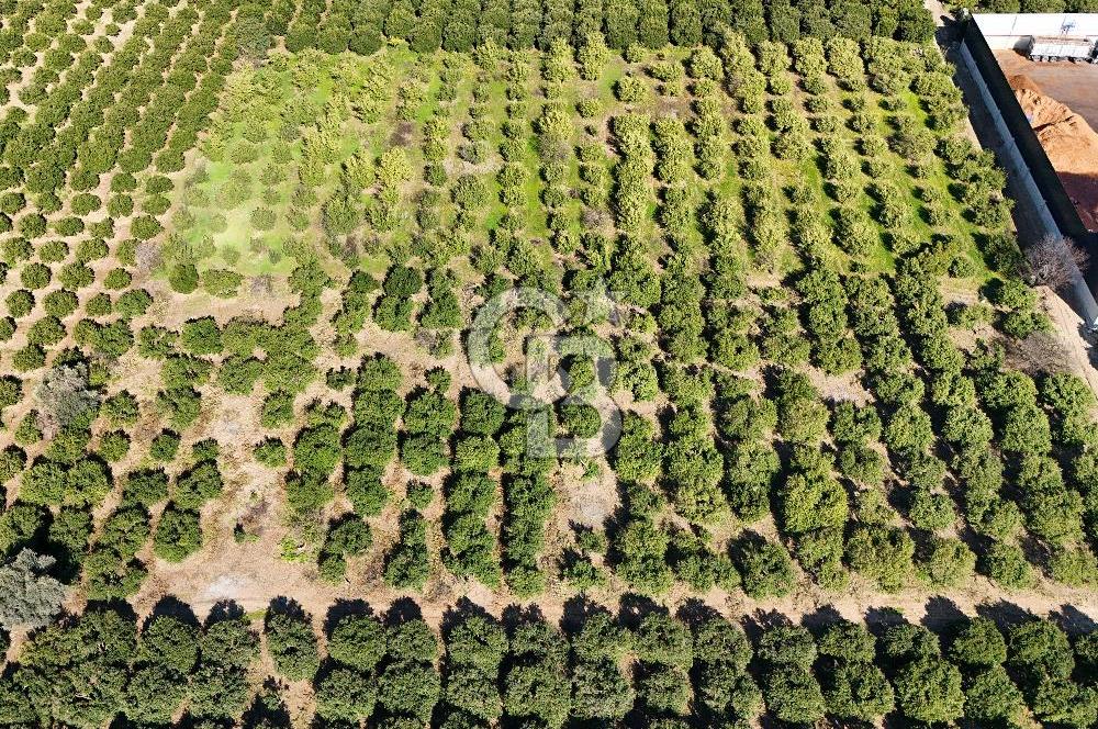 Mersin Akdeniz Sarııbrahimli Satılık Bahçe Arazi