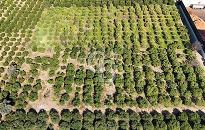 Mersin Akdeniz Sarııbrahimli Satılık Bahçe Arazi