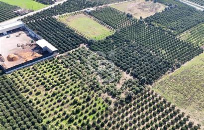 Mersin Akdeniz Sarııbrahimli Satılık Bahçe Arazi