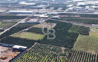 Mersin Akdeniz Sarııbrahimli Satılık Bahçe Arazi