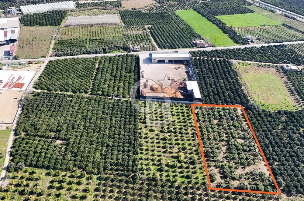Mersin Akdeniz Sarııbrahimli Satılık Bahçe Arazi