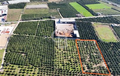 Mersin Akdeniz Sarııbrahimli Satılık Bahçe Arazi