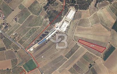 BİLECİK OSMANELİ DÜZMEŞE KÖYÜ YOLA YAKIN 6.583 m2 TEK TAPU TARLA