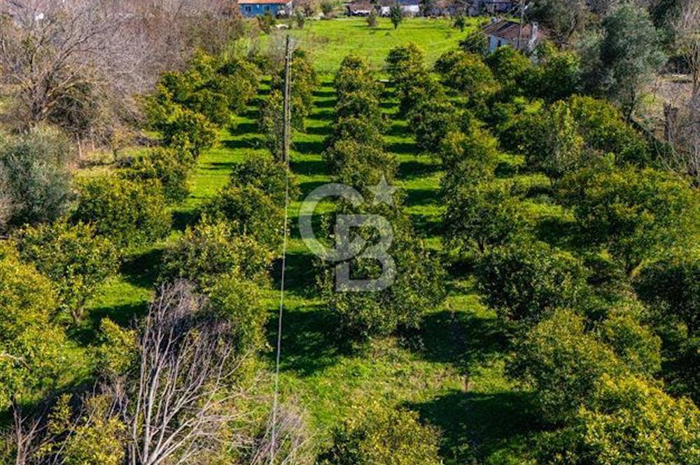 MUĞLA KÖYCEĞİZDE SATILIK TARLA VE MÜSTAKİL DAiRELER