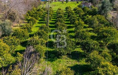 MUĞLA KÖYCEĞİZDE SATILIK TARLA VE MÜSTAKİL DAiRELER