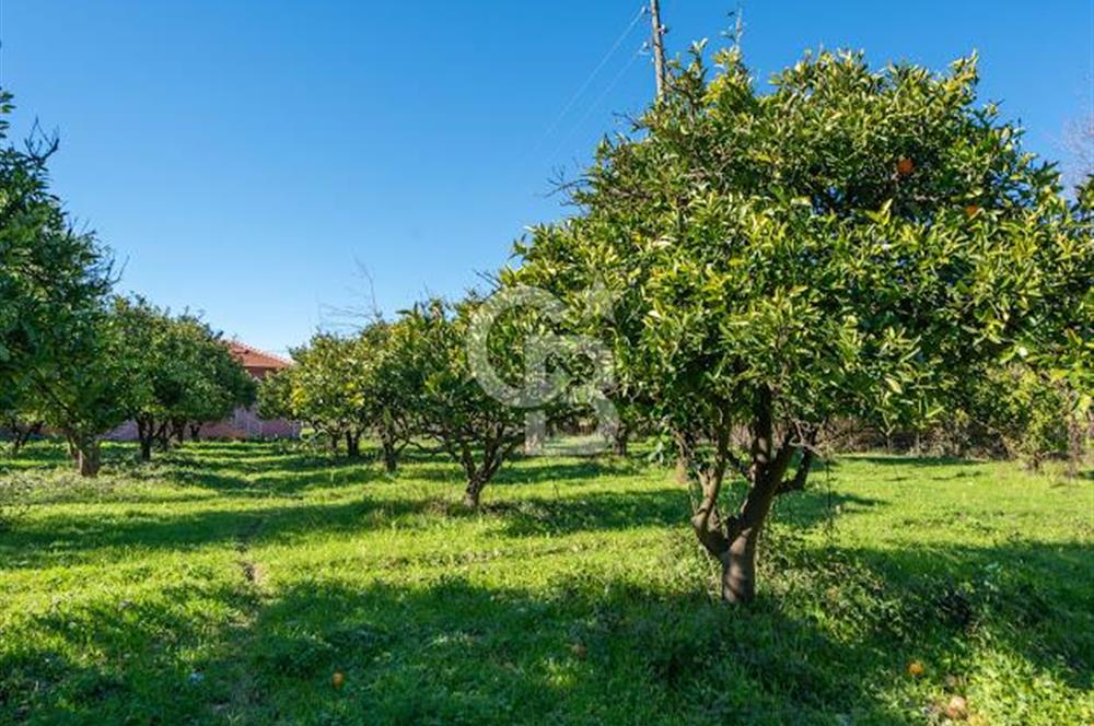 MUĞLA KÖYCEĞİZDE SATILIK TARLA VE MÜSTAKİL DAiRELER